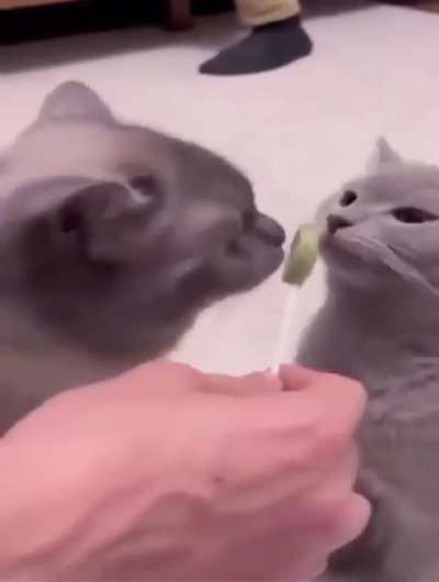 gsopawcbsoholgeg dqshbk 