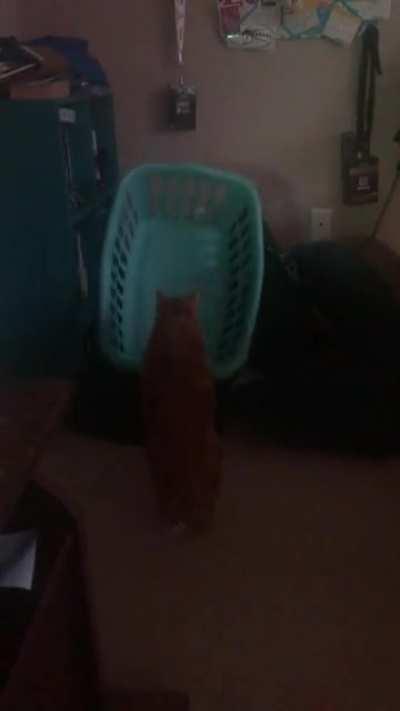 What’s in here? (she was fine and rescued immediately)