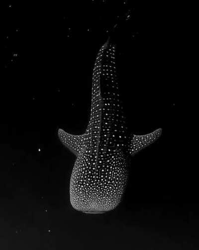 A whale shark looks like they are traveling through space