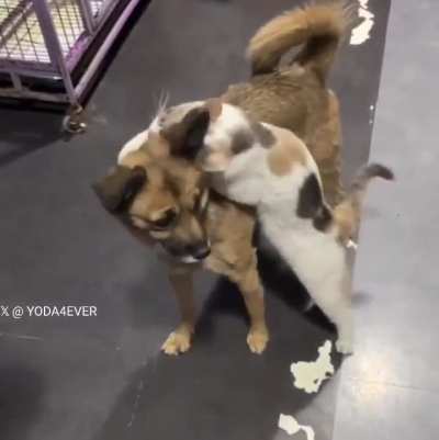 This dog had been missing for two weeks, and this was the cat's reaction when he was finally found..🐕🐾🐈🥺❤️