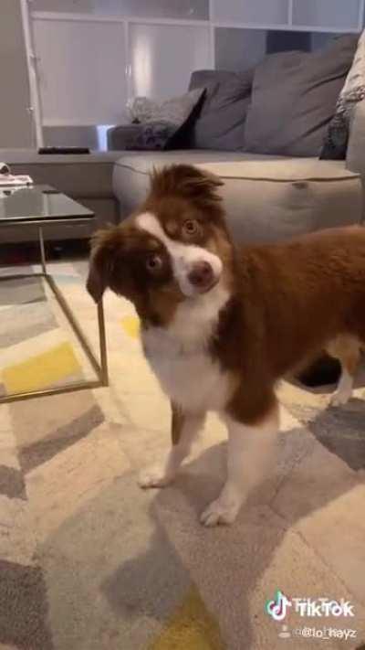 You Had Me At Squirrel