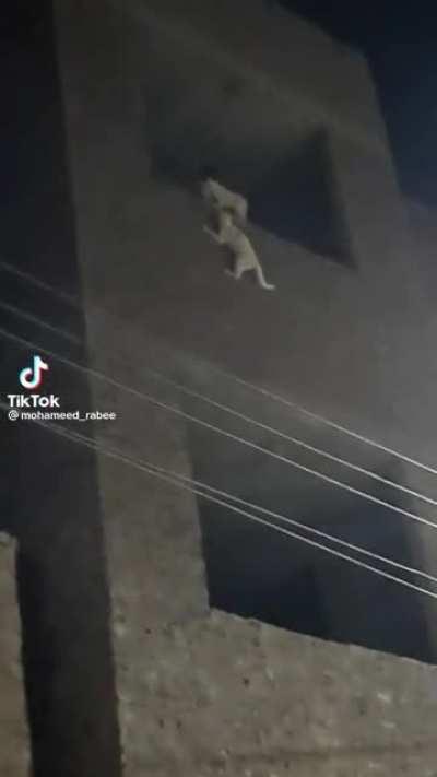 Now that's some The Lion king shit.