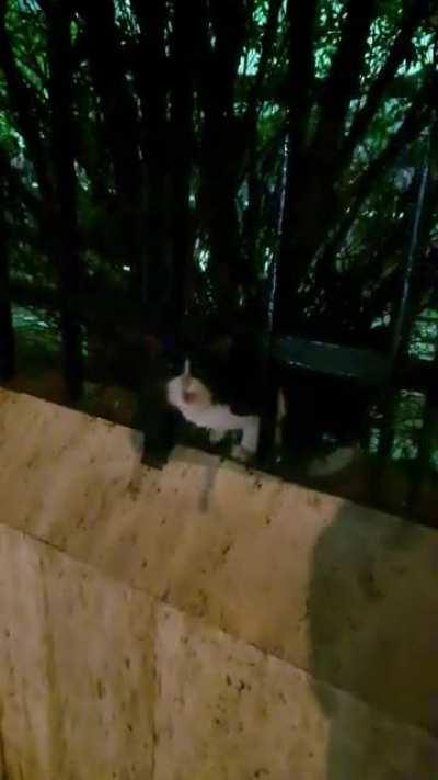 cutie hiding from the rain