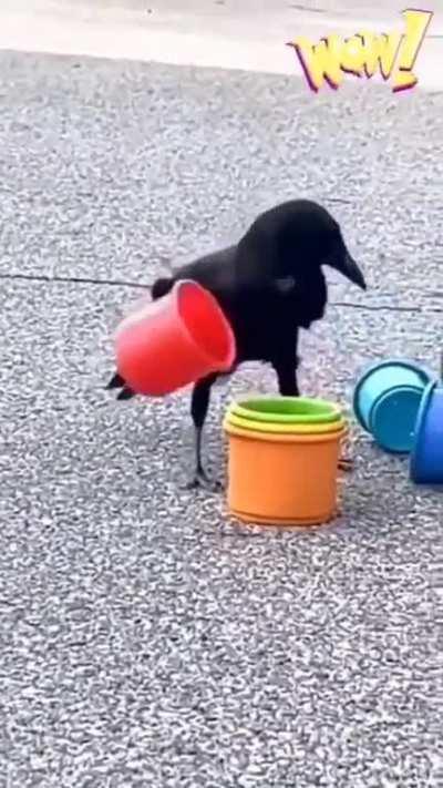 Very smart crow