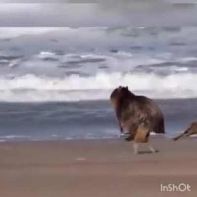 cursed_carpinchoconmusicadechayanne