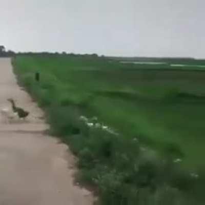 Imagine telling your boss this was the reason you were late for work.