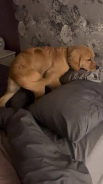 Every. Single. Night. (Her spot is in the corner by the night stand.)