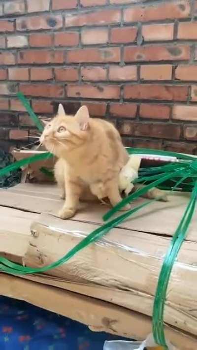 Cat protecting chicken's from potential threat