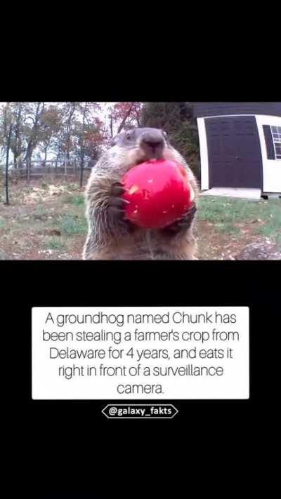 Maintain eye contact to assert dominance