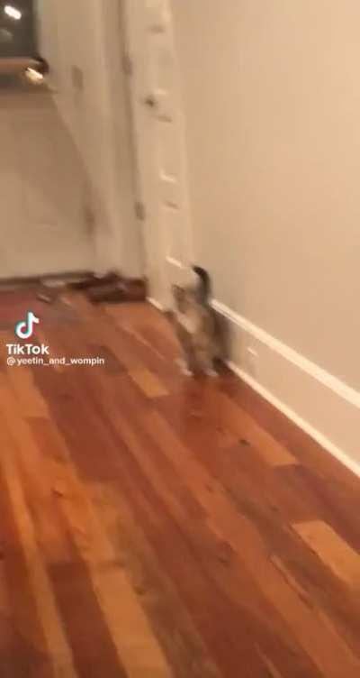 Cat.exe has encountered an error