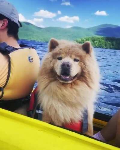 Hurry humans, you’re paddling too slow! Must feel more breeze!! 🛶