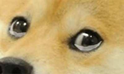 I’m heartbroken w/ this community over the last couple of days. The amount of negative post is disheartening. Positive Vibes only Shibs! Keep loving DOGE! Keep HODL!