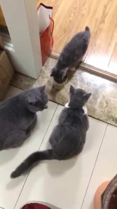 Hit cat uses her powers to parent.