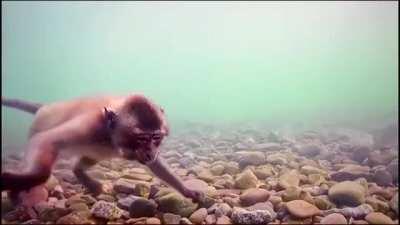 🔥 Sea Monkey 🔥
