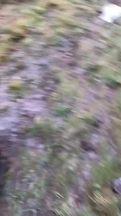 Just hanging out with a bear