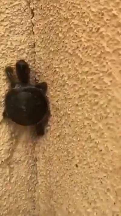 This turtle is too powerful