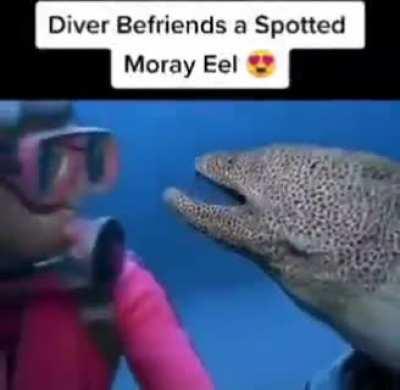 This huge eel acting exactly like a puppy dog.