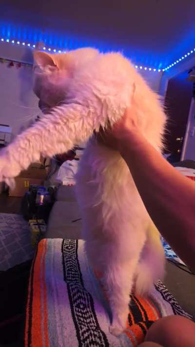 Cat attempting to bellydance