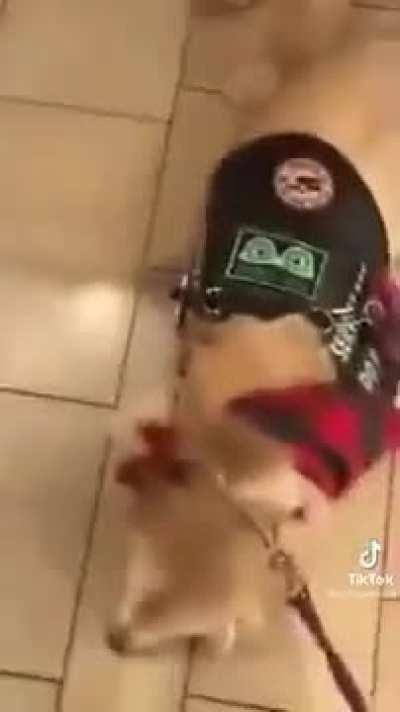 Just because you have four signs and you told me no I should still be able to pet your service dog