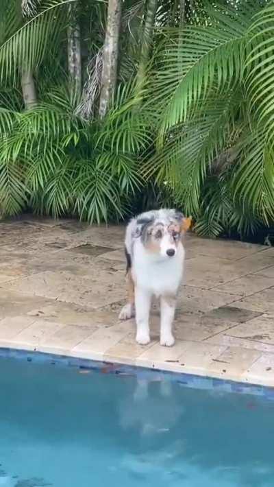 Disney Princess Puppy