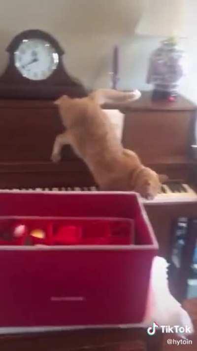 Ahh yes, quite a smart cat.