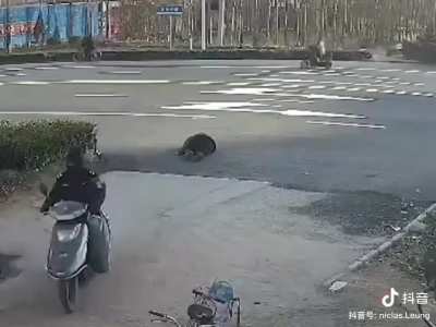 Pretending death competition China division senior group