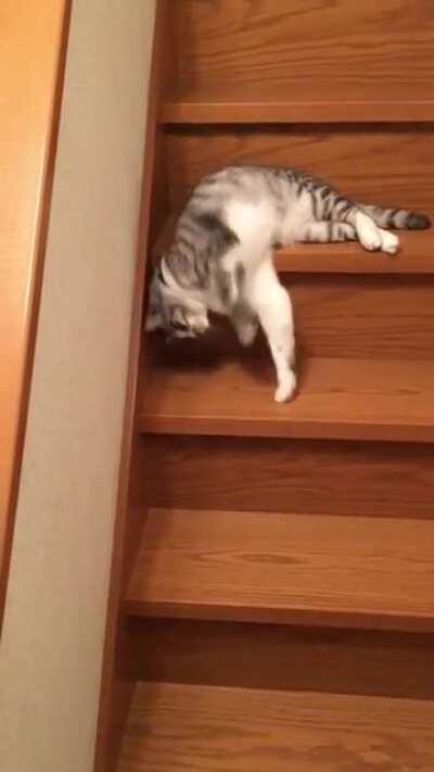 a new form of cat: liquid