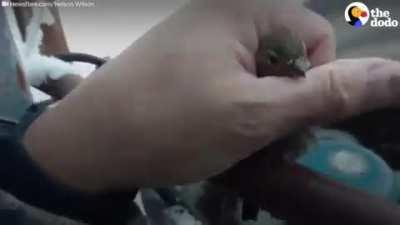 Rescuing a Bird that was Stuck to a Frozen Metal Bar
