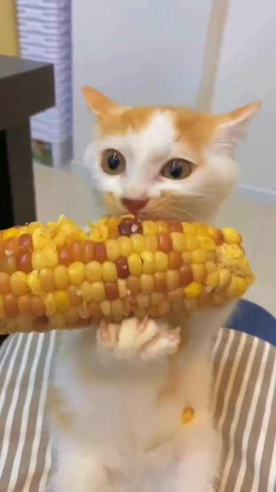 Cat 🌽 Corn