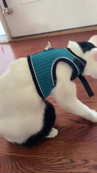 Bean’s not crazy about his harness