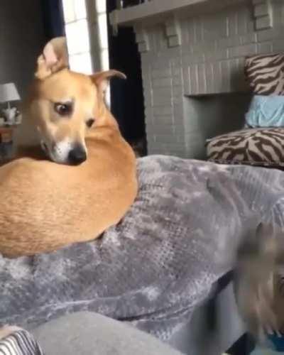 Eye contact startles smol kitten