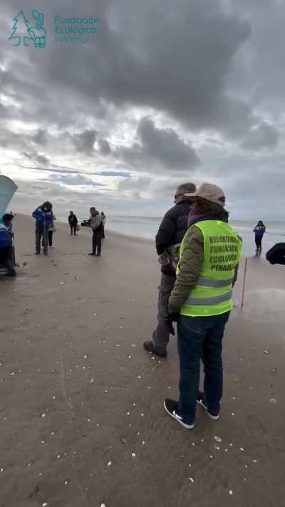 Pingüinos magallánicos regresaron a su hogar luego de ser rehabilitados durante varias semanas, habían aparecido varados en las costas de Pinamar