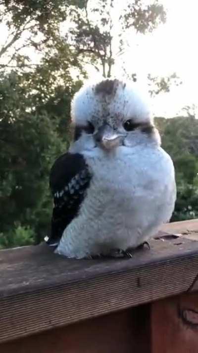 What is this bird? Found video in my saved from reddit folder and I'm curious it's very cute :)