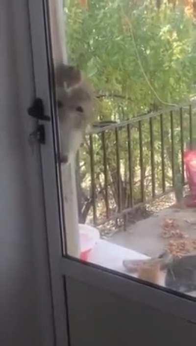 Being a gang leader requires intelligence..