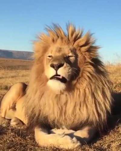 🔥 Gorgeous lion giving a massive yawn 🔥