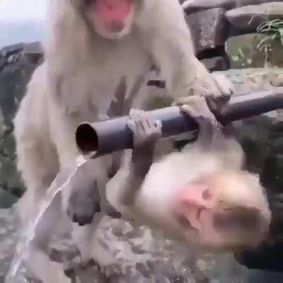 Японский макак