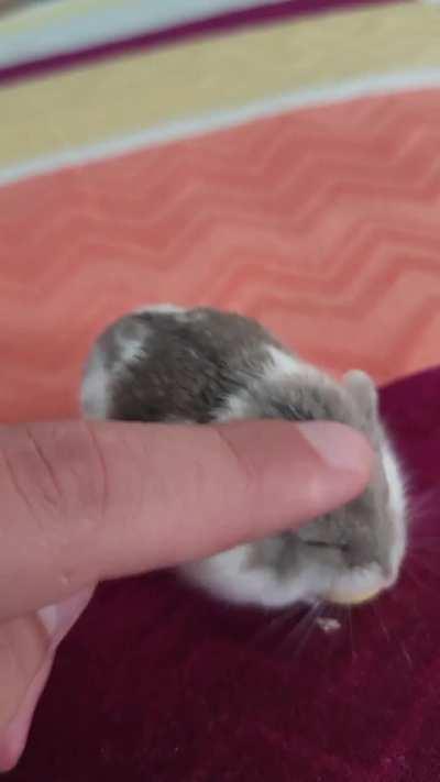 Daily myska post #52