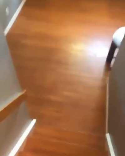 For husky lovers, they have little fun