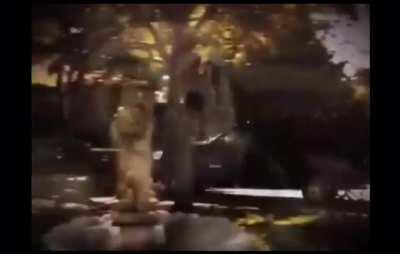 Thanks I Hate Duck Tales irl