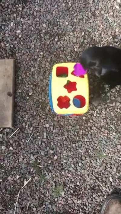 Crow gets all the pieces to fit