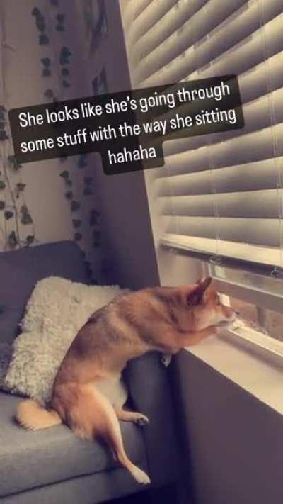 Anyone else dog sit this wierd??