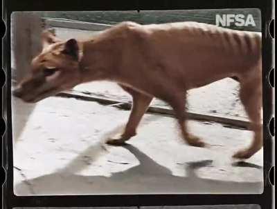 🔥 Rare Colourised Footage Of The Last Surviving Tasmanian Tiger, Benjamin. (thylacine)