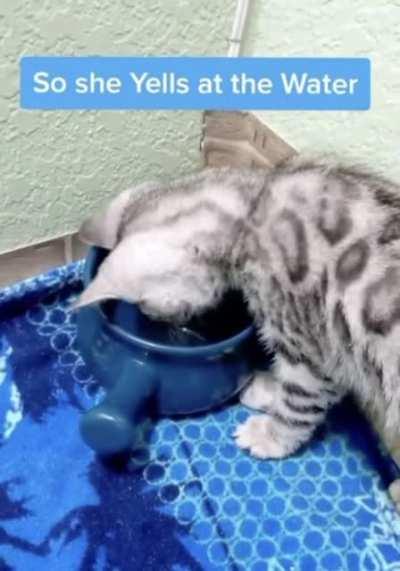 Cat gets angry at water for getting her paw wet