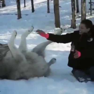 Me with my new tamed wolf buddies like