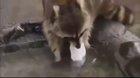 Raccoon are known to wash their food, watch this raccoon try washing his cotton candy meal