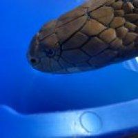 Sound on to hear my boy Jafar get water in his nose and try to blow it out. Kings are such regal animals... but they can be so derpy.