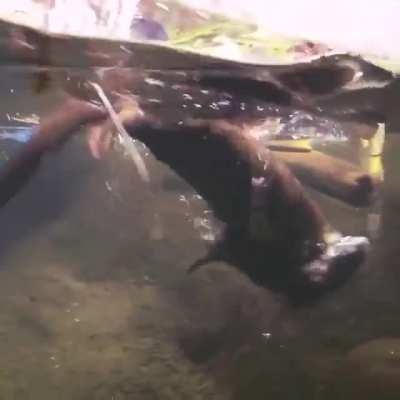 Swimming lesson for an unwilling otter pup