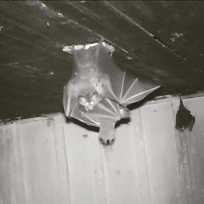 Woolly false vampire bat chewing on a rodent. These bats primarily feed on small mammals, birds, reptiles, insects, and fruit.