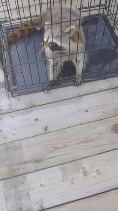 Rabid Raccoon having a seizure