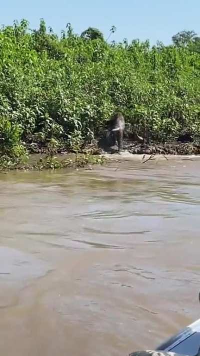 Group encounters a playfight between Earth's mightiest beasts